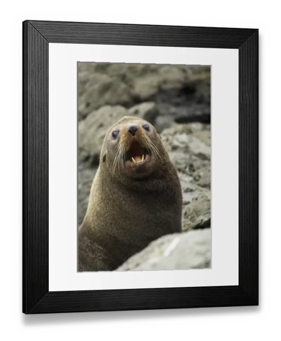 Framed Print : New Zealand Framed Print : New Zealand
