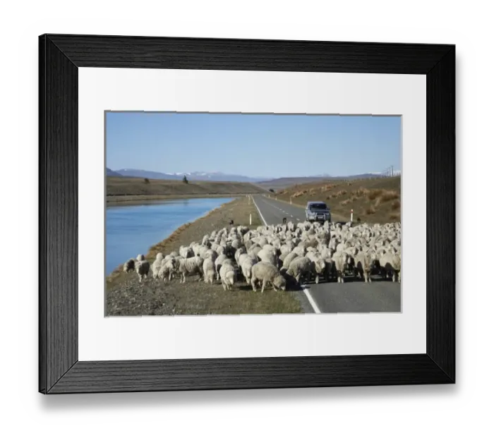 Framed Print : Mustering Sheep by Tekapo Canal, Mackenzie Country, South Canterbury, South Island Framed Print : Mustering Sheep by Tekapo Canal, Mackenzie Country, South Canterbury, South Island