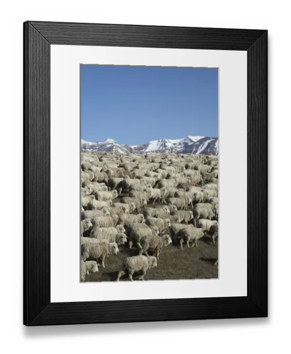 Framed Print : Mustering Sheep near Twizel, Mackenzie Country, South Canterbury, South Island, New Framed Print : Mustering Sheep near Twizel, Mackenzie Country, South Canterbury, South Island, New