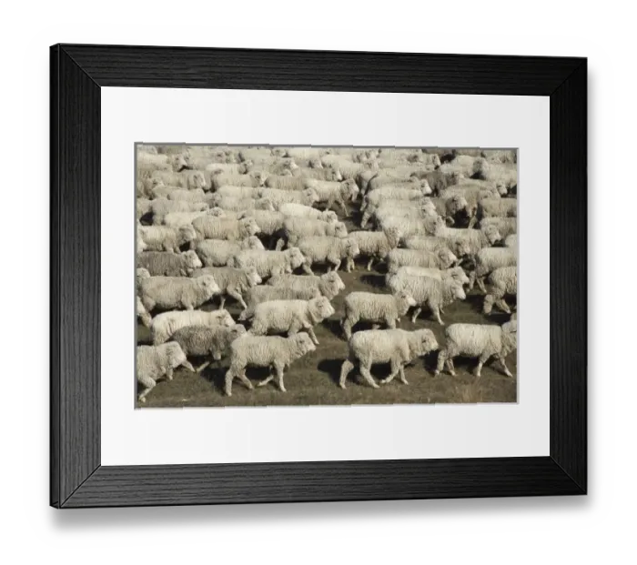 Framed Print : Mustering Sheep near Twizel, Mackenzie Country, South Canterbury, South Island Framed Print : Mustering Sheep near Twizel, Mackenzie Country, South Canterbury, South Island