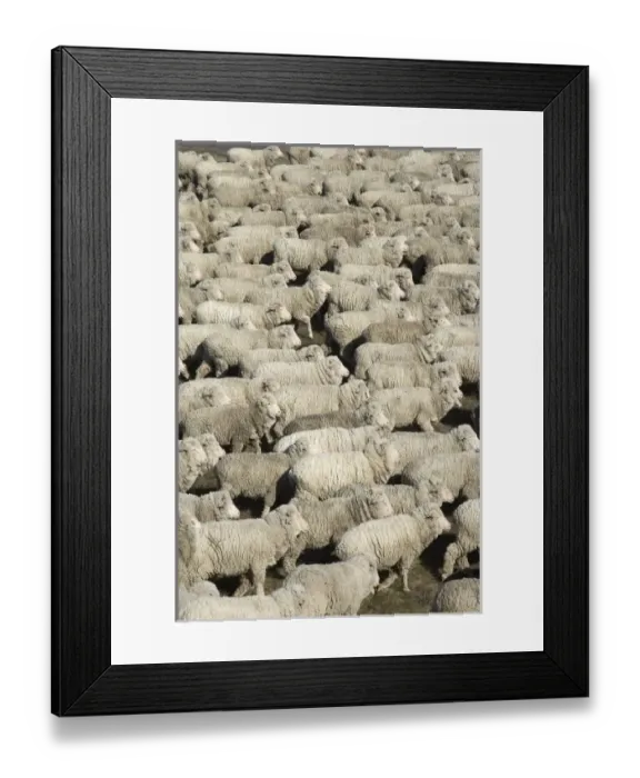 Framed Print : New Zealand Framed Print : New Zealand