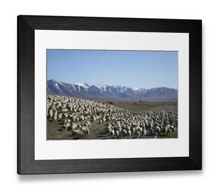 Framed Print : Mustering Sheep near Twizel, Mackenzie Country, South Canterbury, South Island, New Framed Print : Mustering Sheep near Twizel, Mackenzie Country, South Canterbury, South Island, New