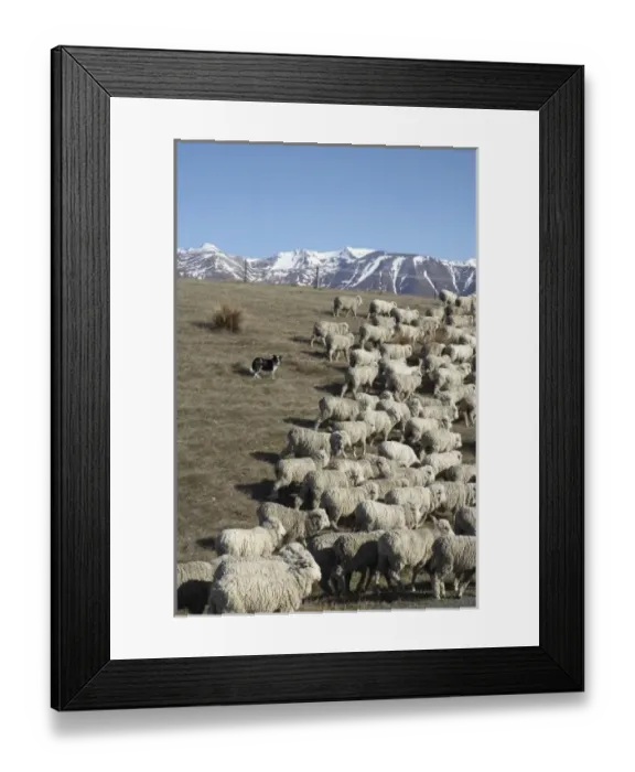 Framed Print : New Zealand Framed Print : New Zealand