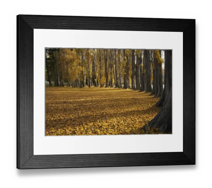 Framed Print : Poplar Trees in Autumn, Lake Wanaka, Otago, South Island, New Zealand Framed Print : Poplar Trees in Autumn, Lake Wanaka, Otago, South Island, New Zealand