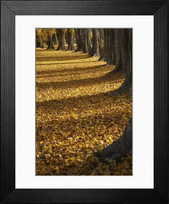 Framed Print : Poplar Trees in Autumn, Lake Wanaka, Otago, South Island, New Zealand Framed Print : Poplar Trees in Autumn, Lake Wanaka, Otago, South Island, New Zealand