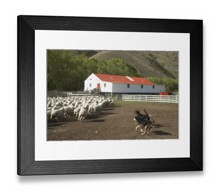 Framed Print : Mustering Sheep at High Country Sheep Station on Omarama - Lindis Pass Road, North Otago Framed Print : Mustering Sheep at High Country Sheep Station on Omarama - Lindis Pass Road, North Otago