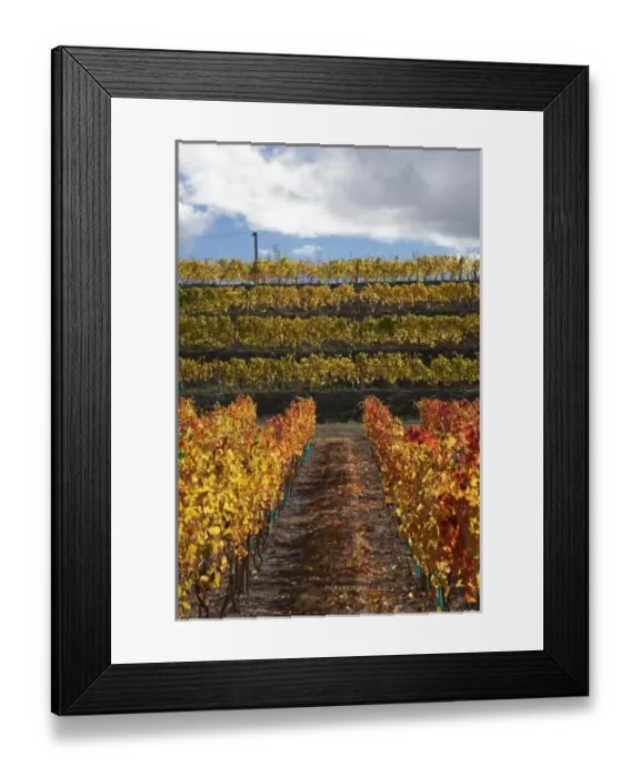 Framed Print : Vineyard, Cromwell, Central Otago, South Island, New Zealand Framed Print : Vineyard, Cromwell, Central Otago, South Island, New Zealand