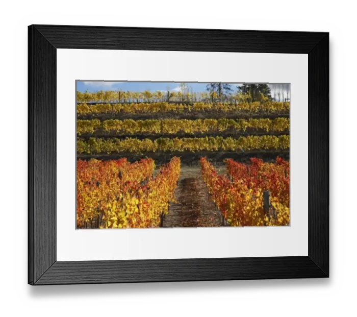 Framed Print : Vineyard, Cromwell, Central Otago, South Island, New Zealand Framed Print : Vineyard, Cromwell, Central Otago, South Island, New Zealand
