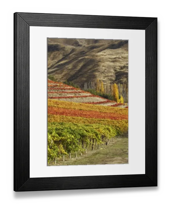 Framed Print : New Zealand Framed Print : New Zealand