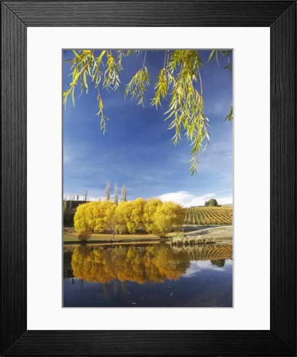 Framed Print : Autumn Colour and Vineyard, Bannockburn Inlet, Lake Dunstan, Central Otago, South Island Framed Print : Autumn Colour and Vineyard, Bannockburn Inlet, Lake Dunstan, Central Otago, South Island
