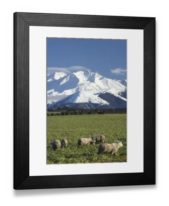 Framed Print : Farmland near Methven and Winterslow Range, Mid Canterbury, South Island, New Zealand
