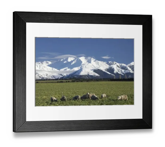 Framed Print : Farmland near Methven and Winterslow Range, Mid Canterbury, South Island, New Zealand Framed Print : Farmland near Methven and Winterslow Range, Mid Canterbury, South Island, New Zealand