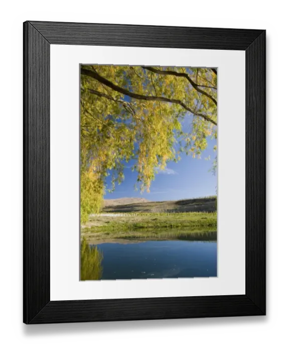 Framed Print : Pond and Willow Tree in Autumn, Domain Road Vineyard, Bannockburn, Central Otago Framed Print : Pond and Willow Tree in Autumn, Domain Road Vineyard, Bannockburn, Central Otago