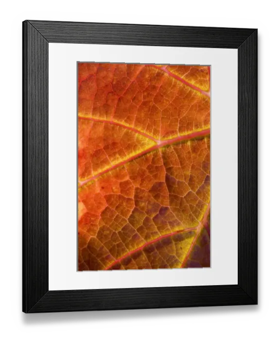 Framed Print : Autumn Vine Leaves, Domain Road Vineyard, Bannockburn, Central Otago, South Island Framed Print : Autumn Vine Leaves, Domain Road Vineyard, Bannockburn, Central Otago, South Island