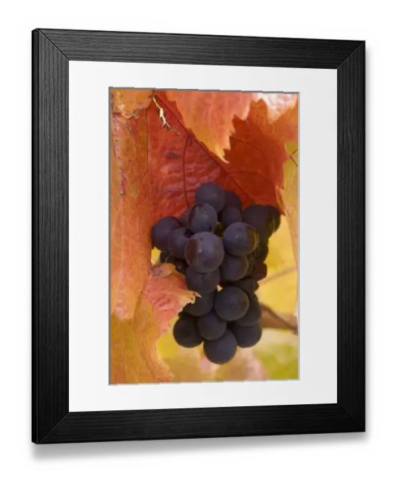 Framed Print : Pinot Noir Grapes in Autumn, Domain Road Vineyard, Bannockburn, Central Otago, South Island Framed Print : Pinot Noir Grapes in Autumn, Domain Road Vineyard, Bannockburn, Central Otago, South Island