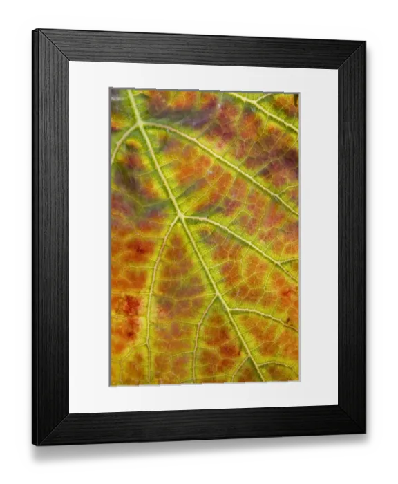 Framed Print : New Zealand Framed Print : New Zealand
