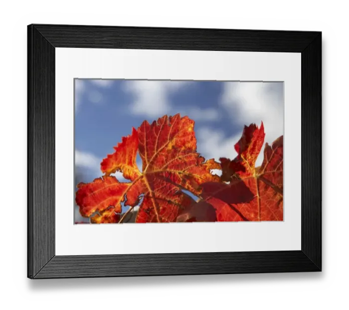 Framed Print : Autumn Vine Leaves, Domain Road Vineyard, Bannockburn, Central Otago, South Island Framed Print : Autumn Vine Leaves, Domain Road Vineyard, Bannockburn, Central Otago, South Island