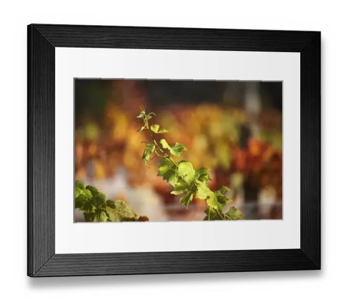 Framed Print : Autumn Vine Leaves, Domain Road Vineyard, Bannockburn, Central Otago, South Island