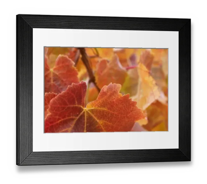 Framed Print : Autumn Grape Vine Leaves, Domain Road Vineyard, Bannockburn, Central Otago, South Island Framed Print : Autumn Grape Vine Leaves, Domain Road Vineyard, Bannockburn, Central Otago, South Island