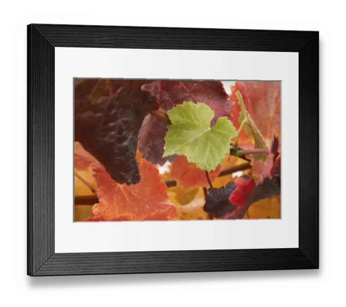 Framed Print : Autumn Vine Leaves, Domain Road Vineyard, Bannockburn, Central Otago, South Island Framed Print : Autumn Vine Leaves, Domain Road Vineyard, Bannockburn, Central Otago, South Island