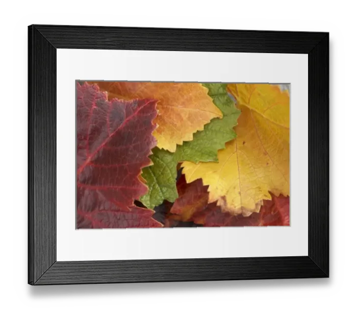 Framed Print : New Zealand Framed Print : New Zealand