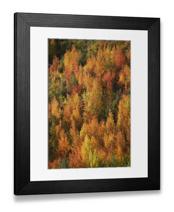 Framed Print : Autumn Colour, Arrowtown, near Queenstown, Otago, South Island, New Zealand Framed Print : Autumn Colour, Arrowtown, near Queenstown, Otago, South Island, New Zealand