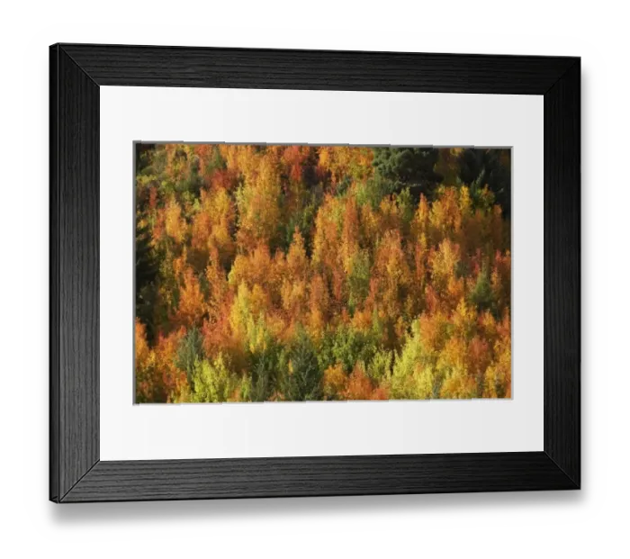 Framed Print : Autumn Colour, Arrowtown, near Queenstown, Otago, South Island, New Zealand Framed Print : Autumn Colour, Arrowtown, near Queenstown, Otago, South Island, New Zealand