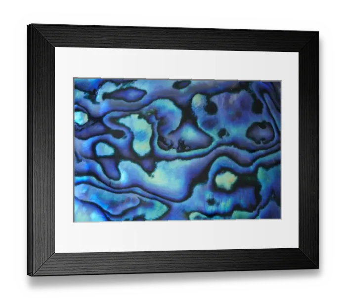 Framed Print : Paua Shell (Abalone) Framed Print : Paua Shell (Abalone)