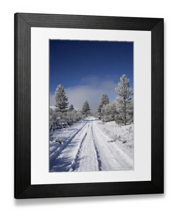 Framed Print : Snowy Track and Pine Trees, Cambrians, near St Bathans, Maniototo, South Island Framed Print : Snowy Track and Pine Trees, Cambrians, near St Bathans, Maniototo, South Island