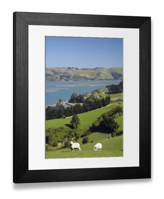 Framed Print : Sheep near Sawyers Bay, Otago Harbour and Otago Peninsula, Dunedin, South Island Framed Print : Sheep near Sawyers Bay, Otago Harbour and Otago Peninsula, Dunedin, South Island