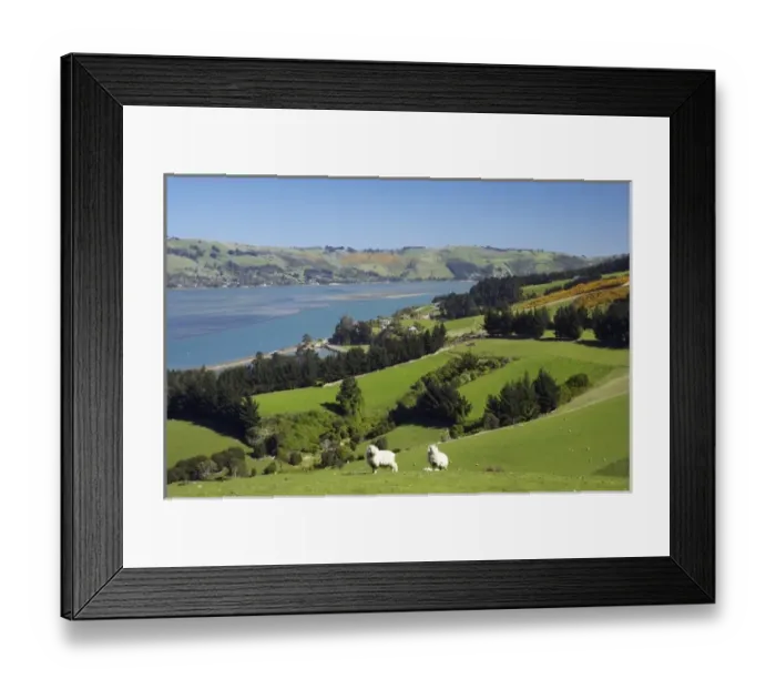 Framed Print : New Zealand