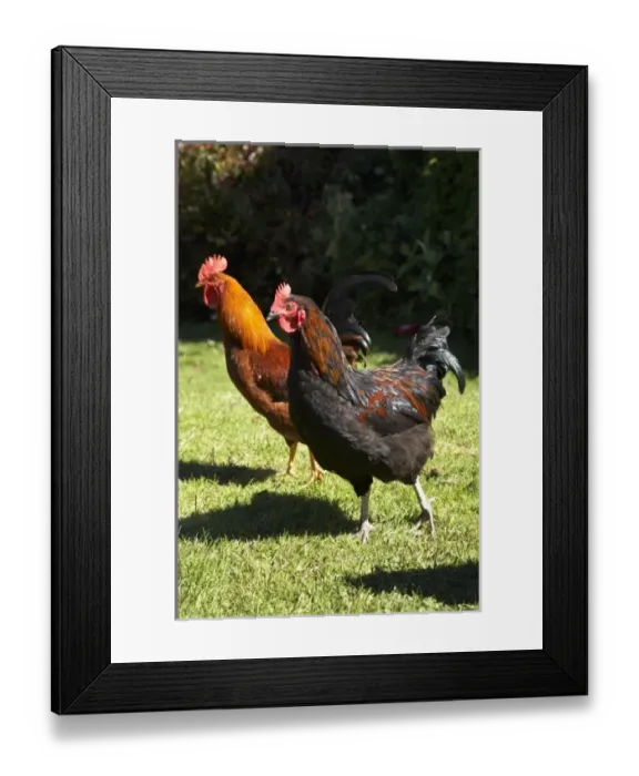 Framed Print : New Zealand