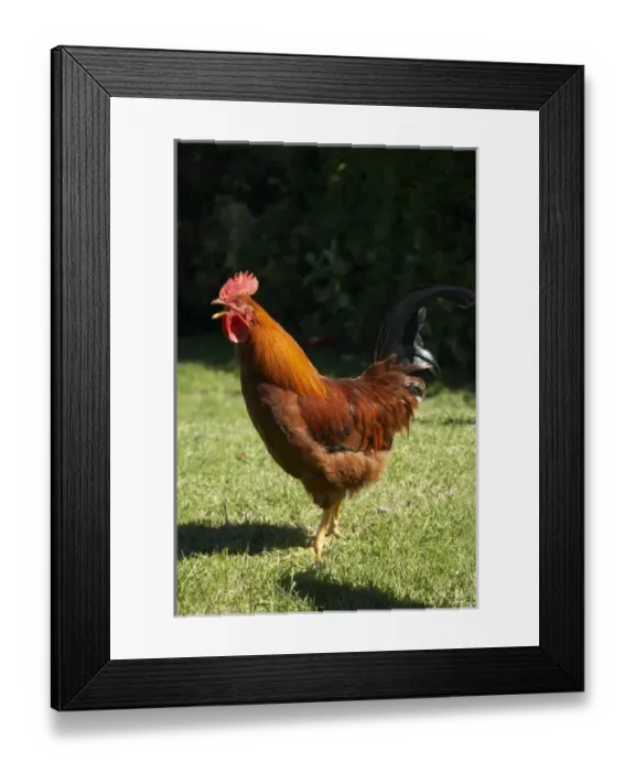 Framed Print : New Zealand Framed Print : New Zealand