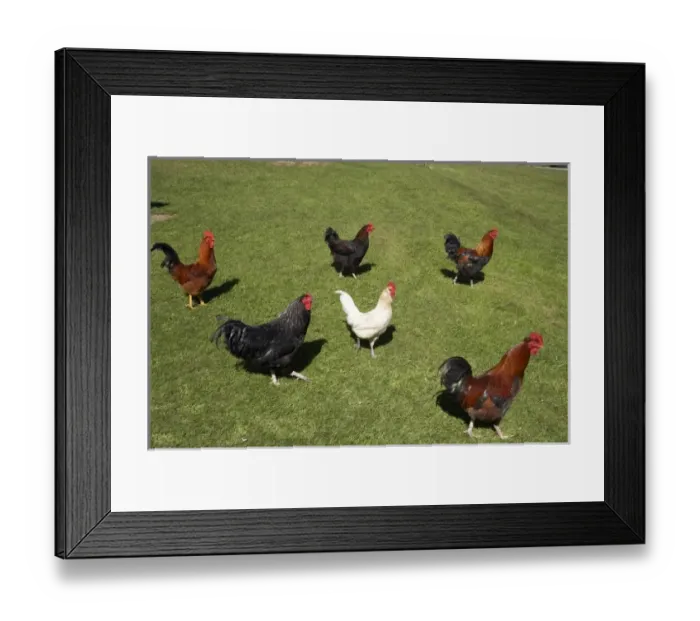 Framed Print : New Zealand Framed Print : New Zealand