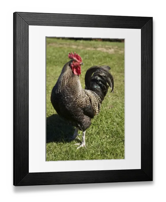 Framed Print : New Zealand Framed Print : New Zealand