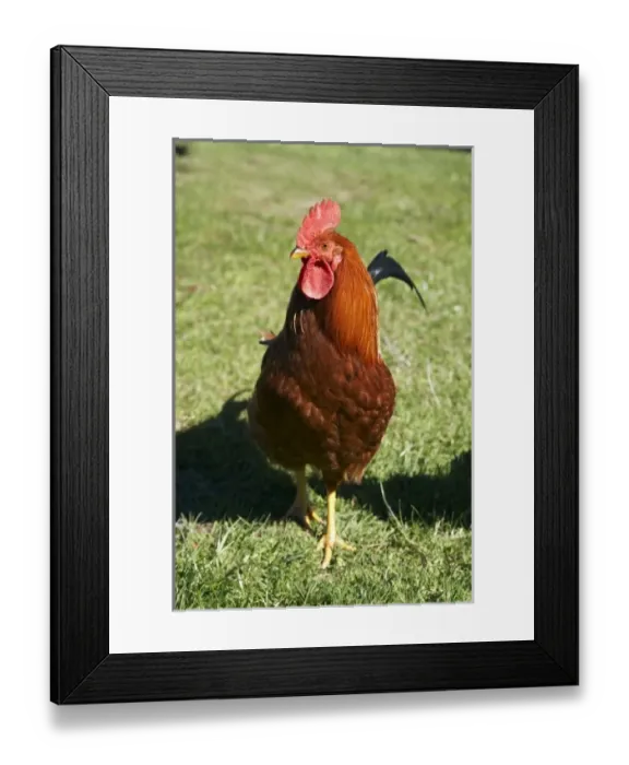 Framed Print : New Zealand