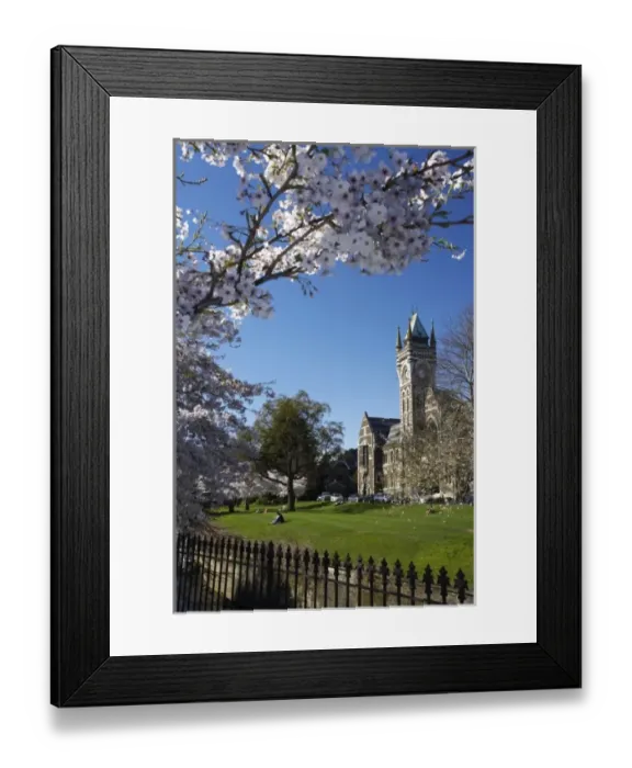 Framed Print : Spring Blossom and Clock Tower, Historical Registry Building, University of Otago Framed Print : Spring Blossom and Clock Tower, Historical Registry Building, University of Otago