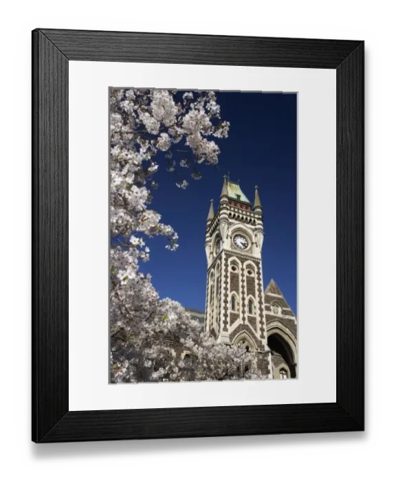 Framed Print : Spring Blossom and Clock Tower, Historical Registry Building, University of Otago Framed Print : Spring Blossom and Clock Tower, Historical Registry Building, University of Otago