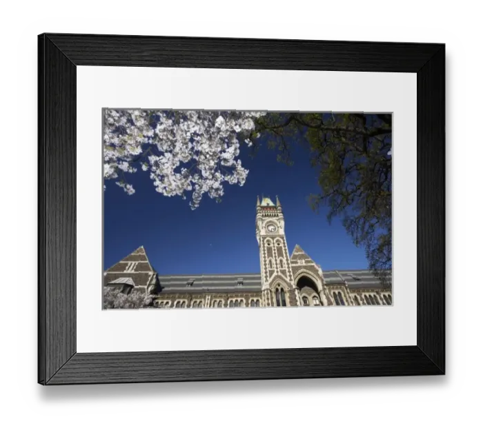 Framed Print : Spring Blossom and Clock Tower, Historical Registry Building, University of Otago Framed Print : Spring Blossom and Clock Tower, Historical Registry Building, University of Otago