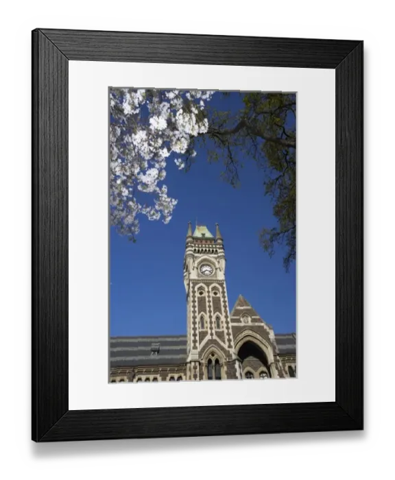 Framed Print : Spring Blossom and Clock Tower, Historical Registry Building, University of Otago