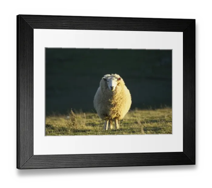 Framed Print : New Zealand Framed Print : New Zealand