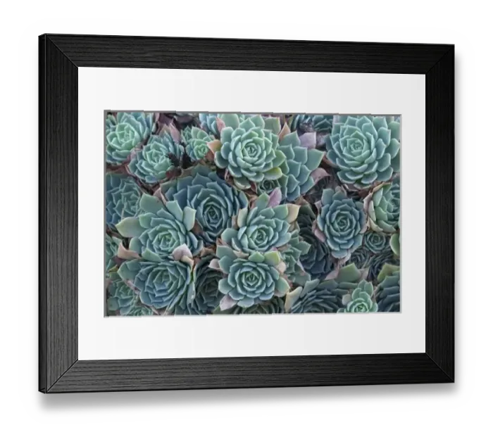 Framed Print : Echeveria elegans succulent Framed Print : Echeveria elegans succulent