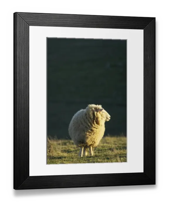 Framed Print : New Zealand Framed Print : New Zealand