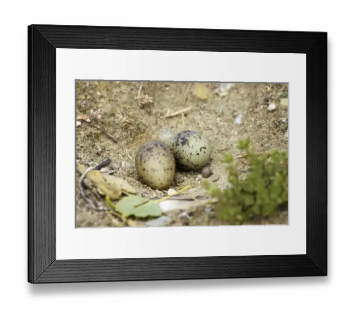 Framed Print : New Zealand Framed Print : New Zealand