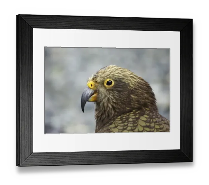 Framed Print : New Zealand Framed Print : New Zealand