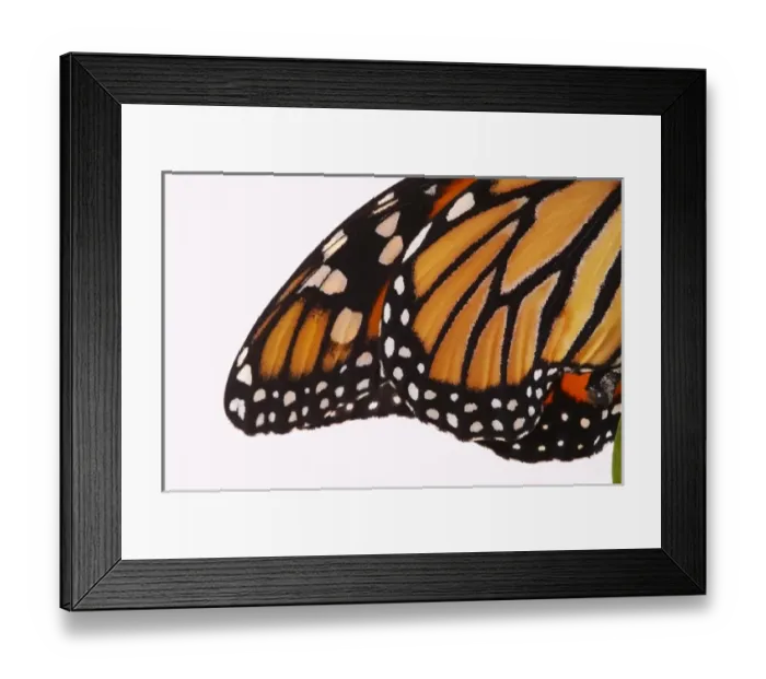 Framed Print : Monarch Butterfly - Danaus plexippus Framed Print : Monarch Butterfly - Danaus plexippus