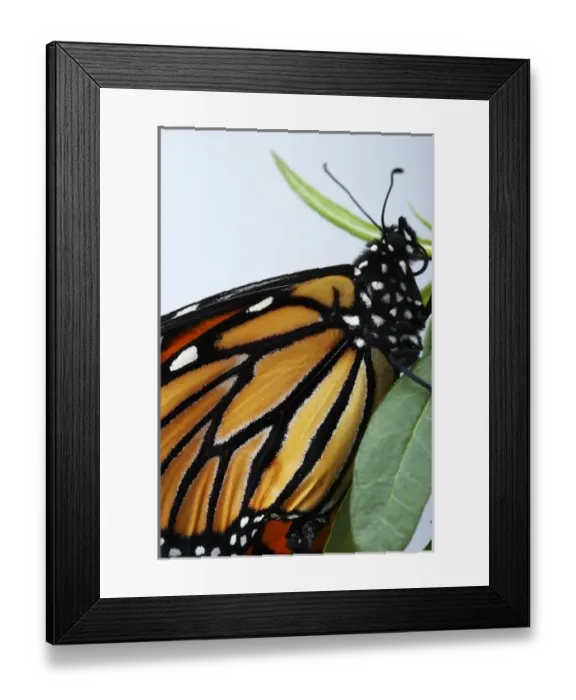 Framed Print : New Zealand Framed Print : New Zealand