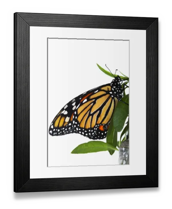 Framed Print : New Zealand Framed Print : New Zealand