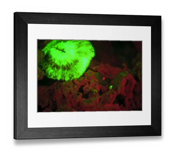 Framed Print : Fluorescence emitted in corals, captured using special barrier filter. Tawali Resort Framed Print : Fluorescence emitted in corals, captured using special barrier filter. Tawali Resort