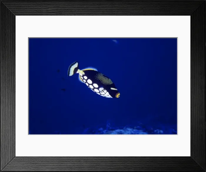 Framed Print : Clown triggerfish (Balistoides conspicillum) at New Drop-off (West Ngemelis Wall) Framed Print : Clown triggerfish (Balistoides conspicillum) at New Drop-off (West Ngemelis Wall)